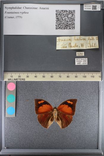 Media type: image;   Entomology 195993